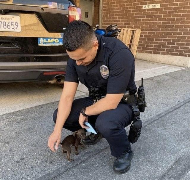 Abandoned stray dog chases police officer along the street, hangs on his feet, begging to be adopted