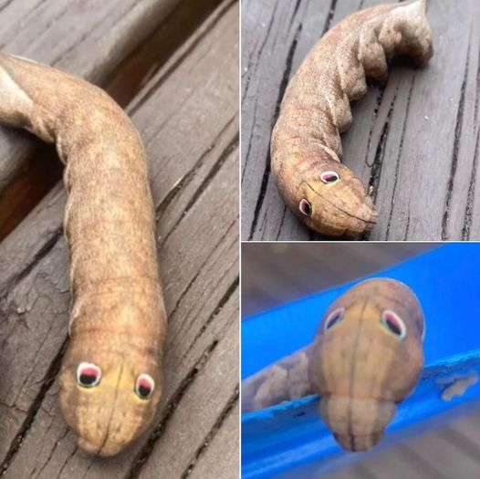 Incredible Creatures Found in Australian Backyards