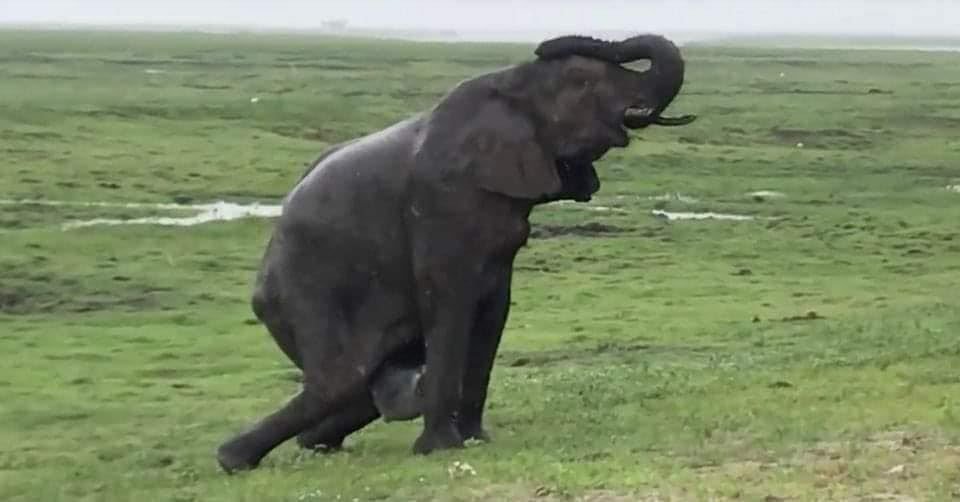Elephant Gives Birth to Something Very Rare, Staff Sees The Baby & Immediately Screams!