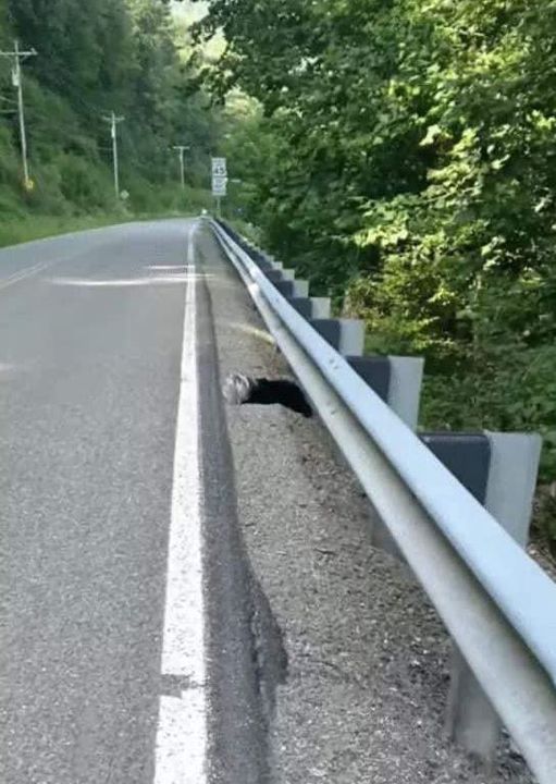 Baby Animal With Jar On Head Waits By The Road For Someone To Help….. _But No One Expected What Happened Next…