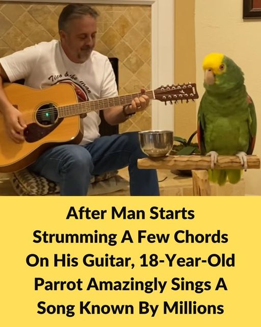 18-Year-Old Parrot Joins His Human Singing Stairway To Heaven