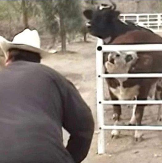 Cow cries all day and night for her lost calf – then she looks through the gate and sees the unimaginable.